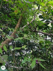 Dichorisandra hexandra