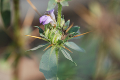 Hygrophila auriculata