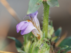 Hygrophila auriculata