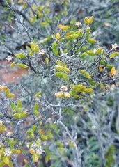 Drosanthemum parvifolium