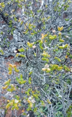 Drosanthemum parvifolium