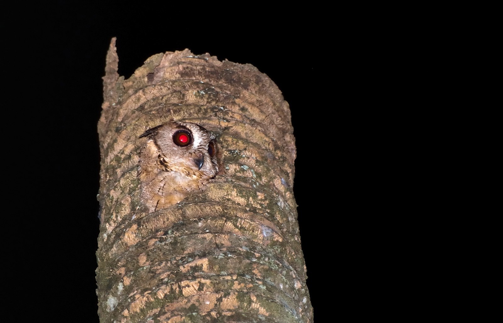Indian Scops Owl illustration