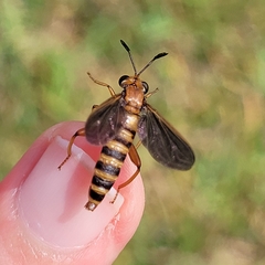 Phyllomydas parvulus