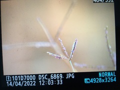 Chloris pycnothrix
