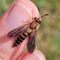 Phyllomydas parvulus