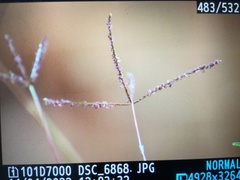 Chloris pycnothrix