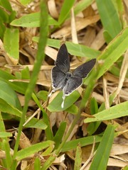 Leptomyrina hirundo