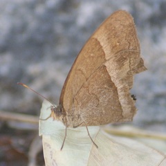 Cissia similis