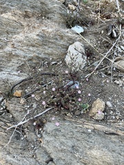 Silene sedoides