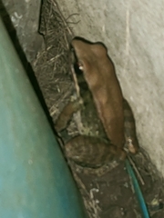 Sylvirana mortenseni