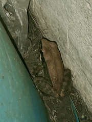 Sylvirana mortenseni