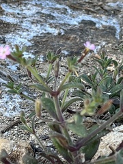 Silene sedoides