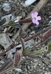 Silene sedoides