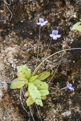 Pinguicula dertosensis