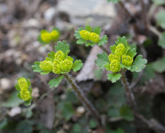 Chrysosplenium pseudopilosum