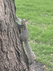 Sciurus carolinensis