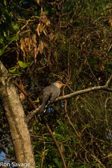 Coccyzus longirostris