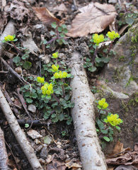 Chrysosplenium pseudopilosum
