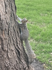 Sciurus carolinensis
