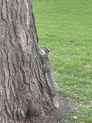 Sciurus carolinensis