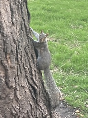 Sciurus carolinensis