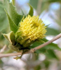 Brickellia atractyloides
