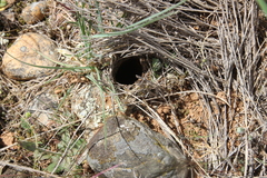 Lycosa tarantula