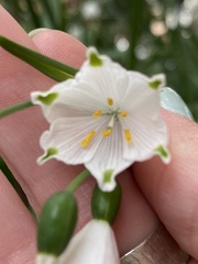 Leucojum aestivum