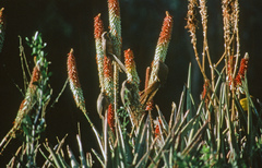 Colius striatus integralis