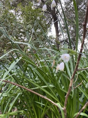 Leucojum aestivum