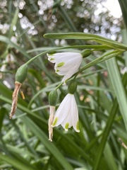 Leucojum aestivum