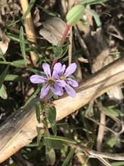 Lythrum flagellare