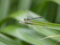 Chalcostephia flavifrons