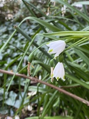 Leucojum aestivum