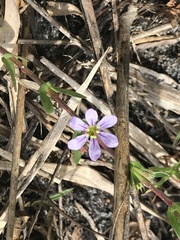 Lythrum flagellare