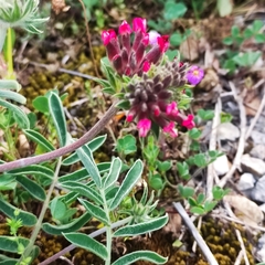 Anthyllis vulneraria rubriflora