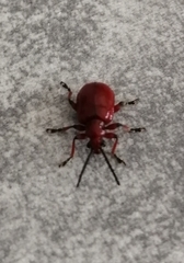 Lilioceris merdigera