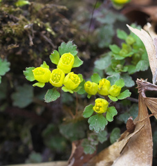 Chrysosplenium pseudopilosum