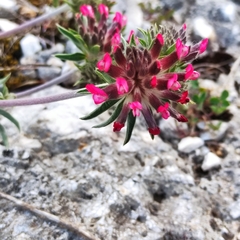 Anthyllis vulneraria rubriflora