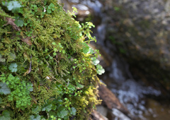 Chrysosplenium echinus