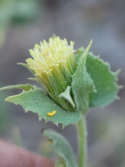 Brickellia atractyloides