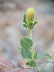 Brickellia atractyloides