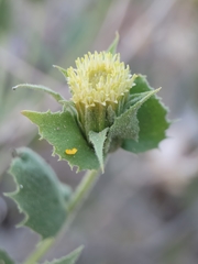 Brickellia atractyloides