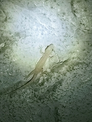 Hemidactylus frenatus