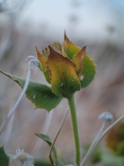 Brickellia atractyloides