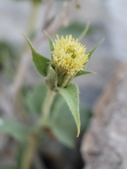 Brickellia atractyloides