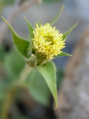 Brickellia atractyloides