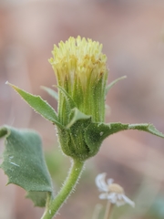 Brickellia atractyloides