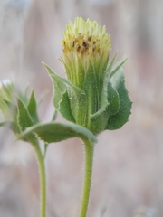 Brickellia atractyloides