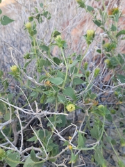Brickellia atractyloides
